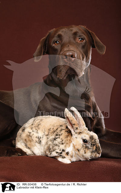 Labrador mit Klein-Rex / Labrador with bunny / RR-30406
