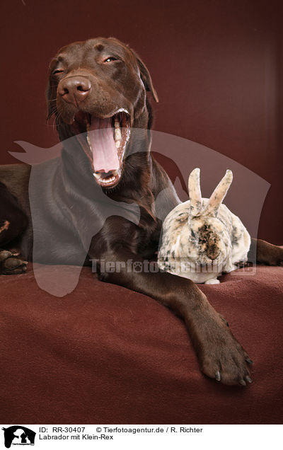 Labrador mit Klein-Rex / Labrador with bunny / RR-30407