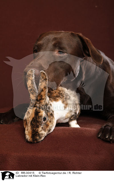Labrador mit Klein-Rex / Labrador with bunny / RR-30415