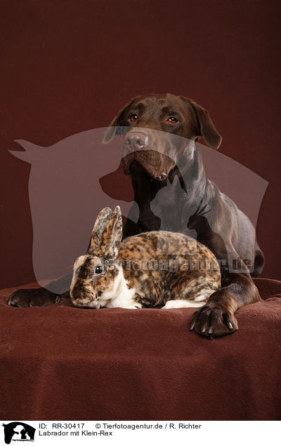 Labrador mit Klein-Rex / Labrador with bunny / RR-30417