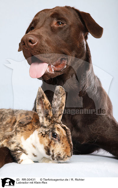 Labrador mit Klein-Rex / Labrador with bunny / RR-30431