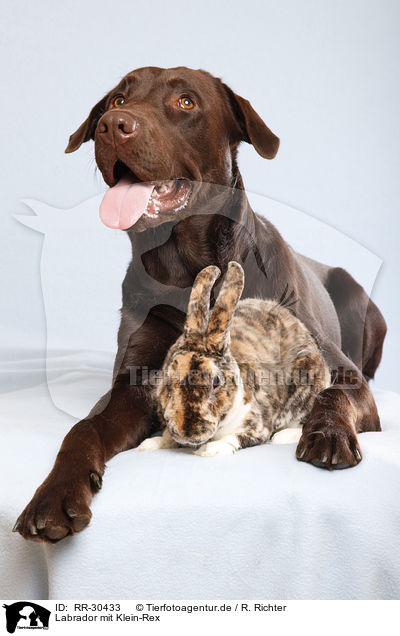 Labrador mit Klein-Rex / Labrador with bunny / RR-30433