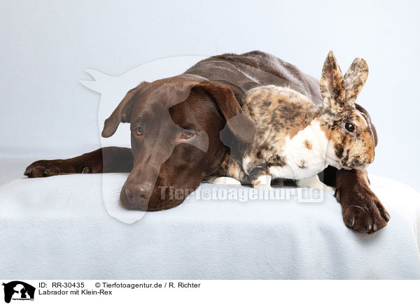 Labrador mit Klein-Rex / RR-30435