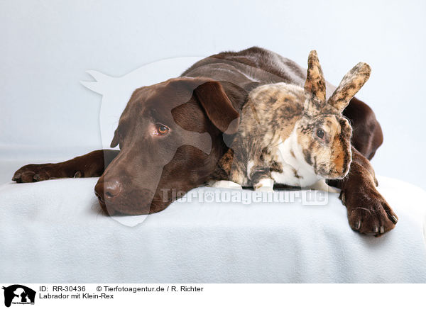 Labrador mit Klein-Rex / Labrador with bunny / RR-30436