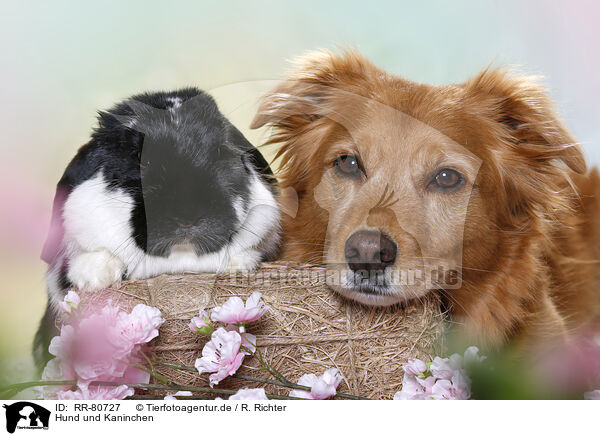 Hund und Kaninchen / RR-80727