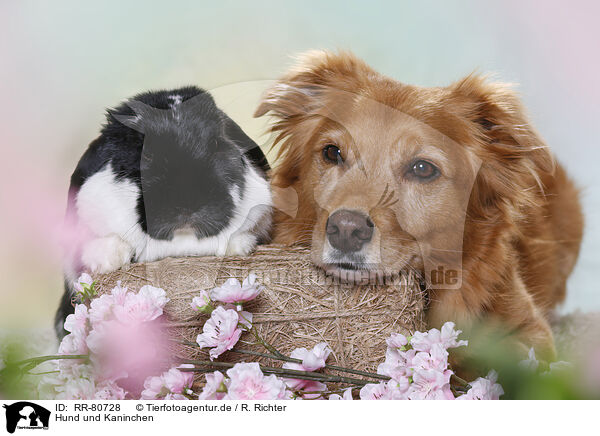 Hund und Kaninchen / RR-80728