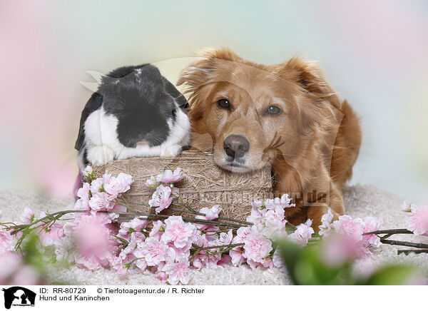 Hund und Kaninchen / RR-80729
