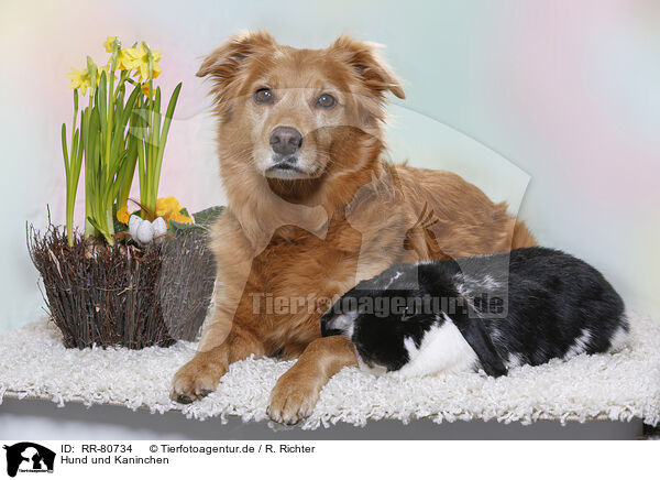 Hund und Kaninchen / RR-80734