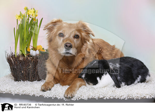 Hund und Kaninchen / RR-80736