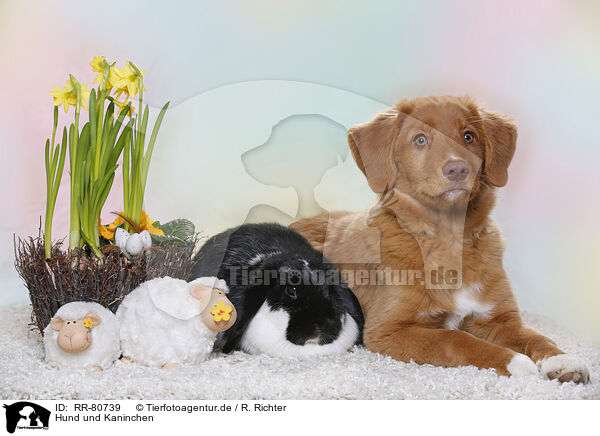 Hund und Kaninchen / RR-80739