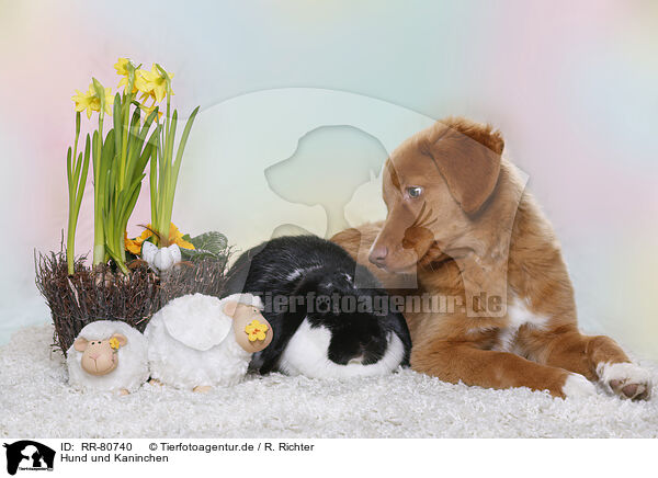 Hund und Kaninchen / RR-80740