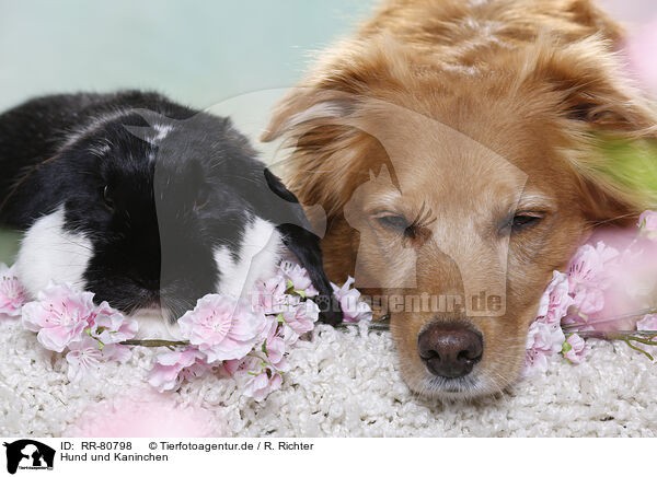 Hund und Kaninchen / RR-80798