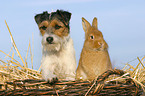 Hund & Kaninchen