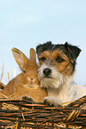 Parson Russell Terrier und Kaninchen