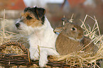 Parson Russell Terrier und Kaninchen