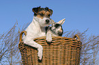 Parson Russell Terrier und Kaninchen