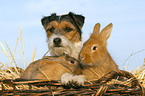 Parson Russell Terrier und Kaninchen