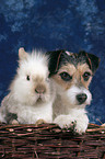 Hund und Kaninchen