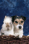 Hund und Kaninchen