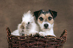 Hund und Kaninchen