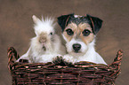 Hund und Kaninchen