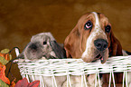 Basset Hound und Widderkaninchen