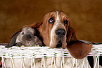 Basset Hound und Widderkaninchen