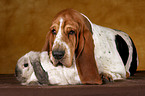 Basset Hound und Widderkaninchen