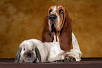 Basset Hound und Widderkaninchen