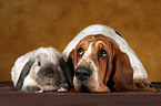 Basset Hound und Widderkaninchen