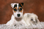 junger Jack Russell Terrier und Kaninchen