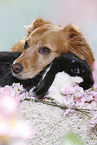 Hund und Kaninchen