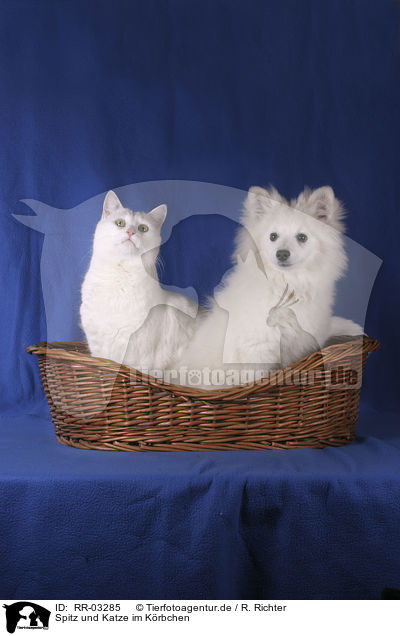 Spitz und Katze im Krbchen / pomeranian and cat in the basket / RR-03285