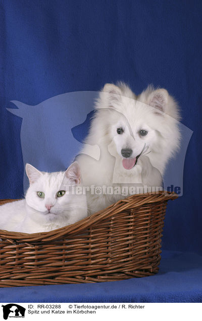Spitz und Katze im Krbchen / pomeranian and cat in the basket / RR-03288