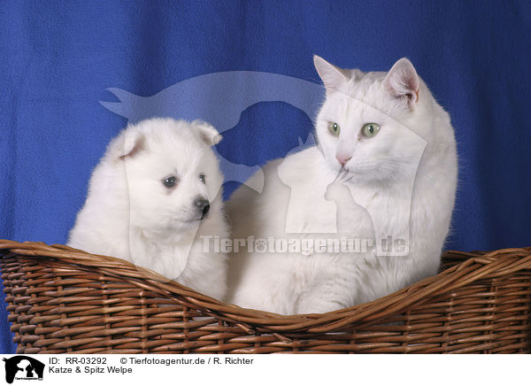 Katze & Spitz Welpe / RR-03292