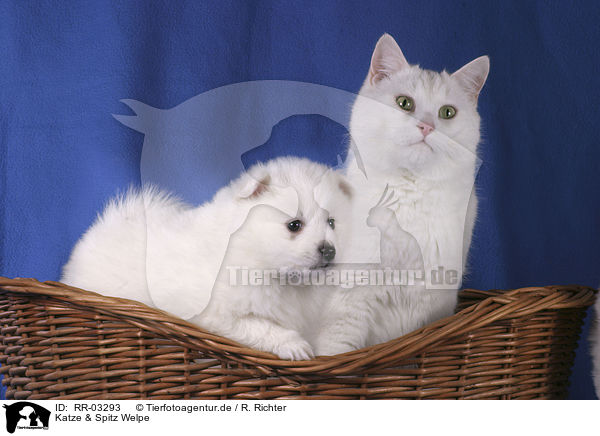 Katze & Spitz Welpe / cat & pomeranian puppy / RR-03293