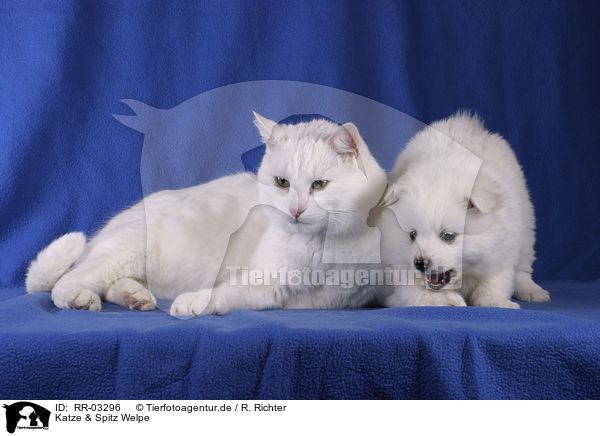 Katze & Spitz Welpe / RR-03296