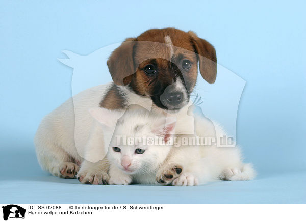 Hundewelpe und Ktzchen / puppy and kitten / SS-02088