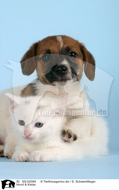 Hund & Katze / SS-02089