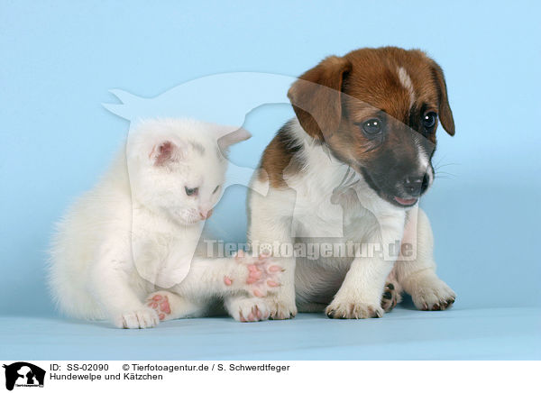 Hundewelpe und Ktzchen / puppy and kitten / SS-02090