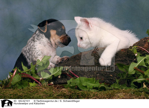 Hundewelpe und Ktzchen / puppy and kitten / SS-02101