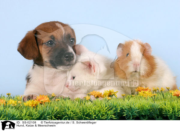 Hund, Katze & Meerschwein / SS-02108
