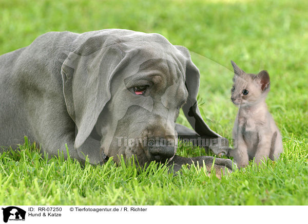 Hund & Katze / RR-07250