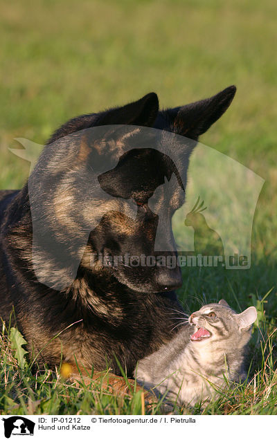 Hund und Katze / cat and dog / IP-01212