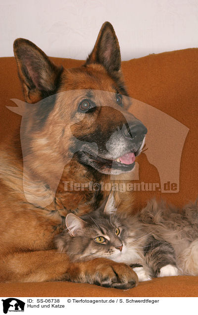 Hund und Katze / SS-06738