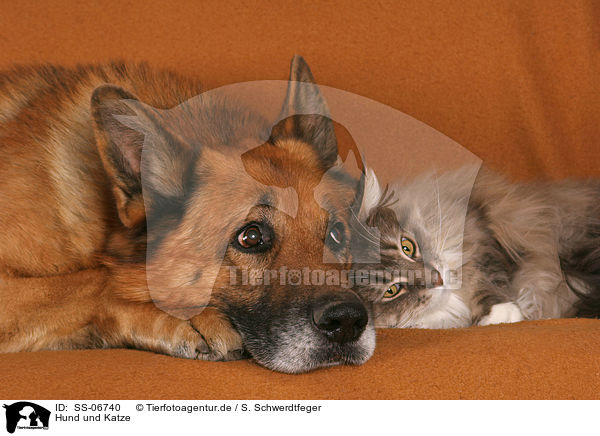 Hund und Katze / SS-06740