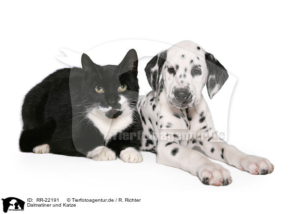 Dalmatiner und Katze / RR-22191