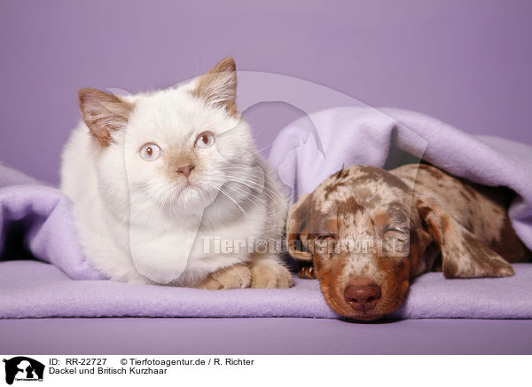 Dackel und Britisch Kurzhaar / teckel and british shorthair / RR-22727
