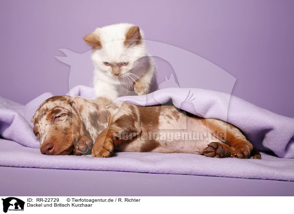 Dackel und Britisch Kurzhaar / teckel and british shorthair / RR-22729