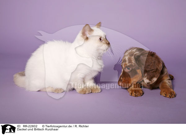 Dackel und Britisch Kurzhaar / teckel and british shorthair / RR-22802